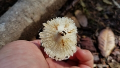 Pseudosperma sororium