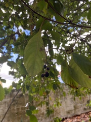 Cinchonoideae