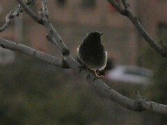 Phoenicurus ochruros