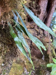 Lepisorus thunbergianus