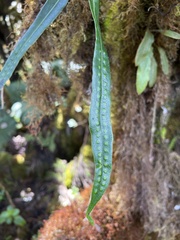 Lepisorus thunbergianus