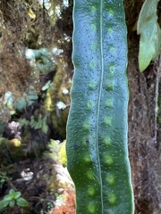 Lepisorus thunbergianus