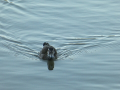 Callonetta leucophrys