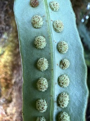 Lepisorus thunbergianus