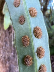 Lepisorus thunbergianus