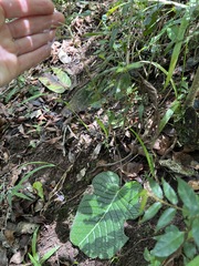 Streptocarpus confusus image