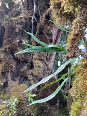 Lepisorus thunbergianus