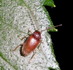Ptilodactyla serricollis