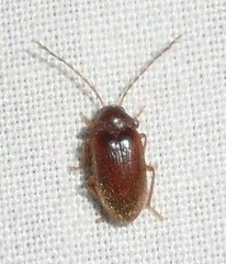 Ptilodactyla serricollis