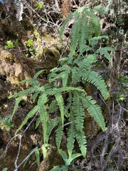 Sticherus owhyhensis