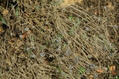 Helichrysum italicum