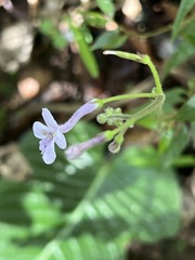 Streptocarpus confusus image