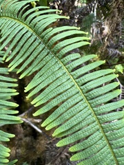 Sticherus owhyhensis