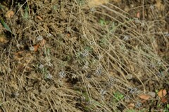 Helichrysum italicum