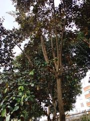 Chrysophyllum cainito