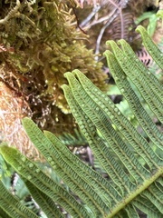 Sticherus owhyhensis