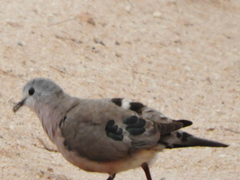 Turtur chalcospilos