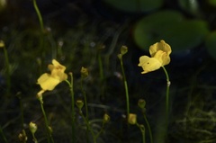 Utricularia gibba