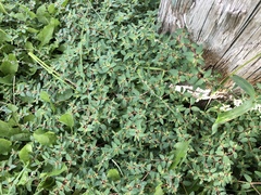 Euphorbia vermiculata