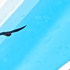 Hirundo smithii