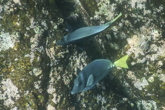 Prionurus laticlavius