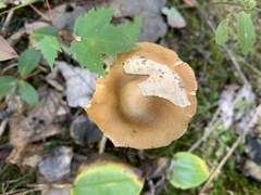 Amanita crocea