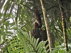 Arecoideae