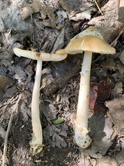 Amanita crocea