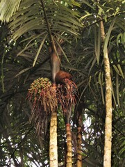 Arecoideae