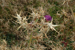 Centaurea calcitrapa