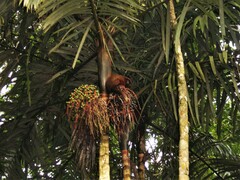 Arecoideae