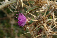Centaurea calcitrapa