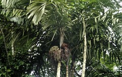 Arecoideae