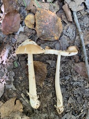 Amanita crocea