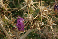 Centaurea calcitrapa