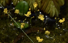 Utricularia gibba