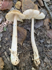 Amanita crocea