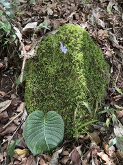 Streptocarpus confusus subsp. confusus image