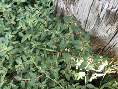 Euphorbia vermiculata
