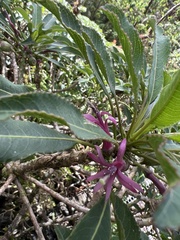 Clermontia micrantha