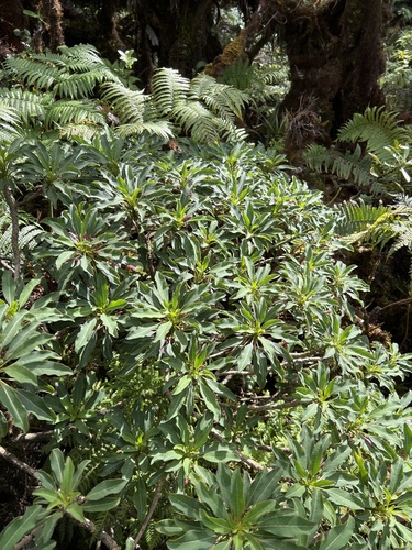 Clermontia micrantha observed 2022-11-09