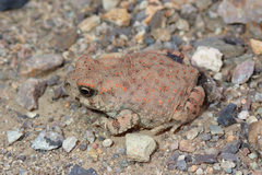 Bufotes boulengeri