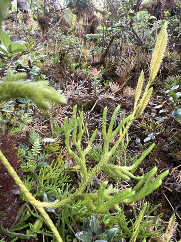 Lycopodium venustulum