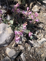 Penstemon