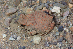 Bufotes boulengeri