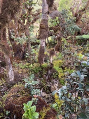 Lycopodium venustulum