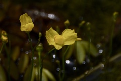 Utricularia gibba