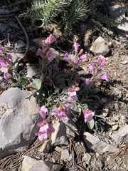 Penstemon