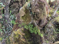 Lycopodium venustulum