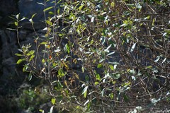 Salix salviifolia